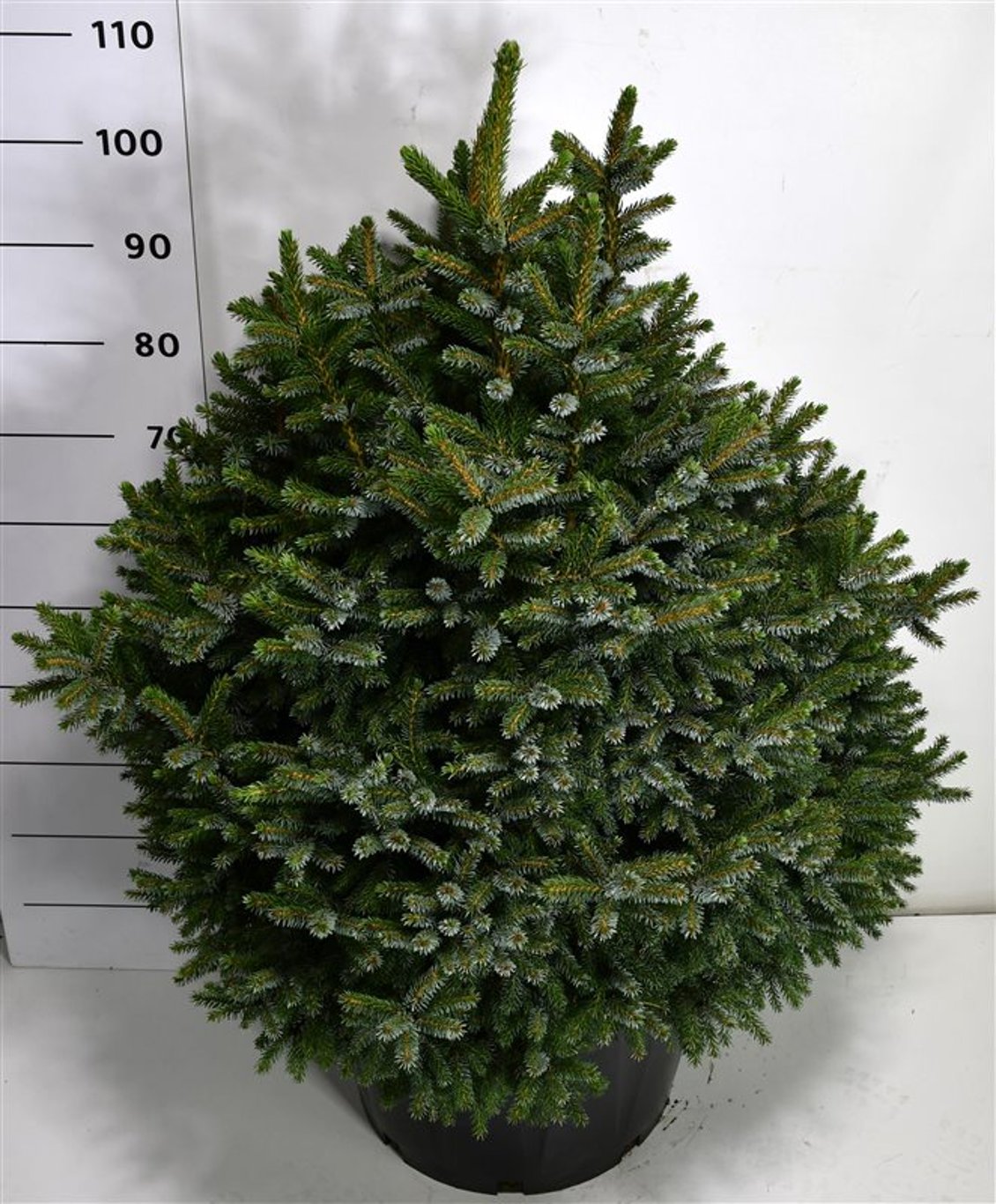 Picea omorika 'Nana' - C45 60-70 CM